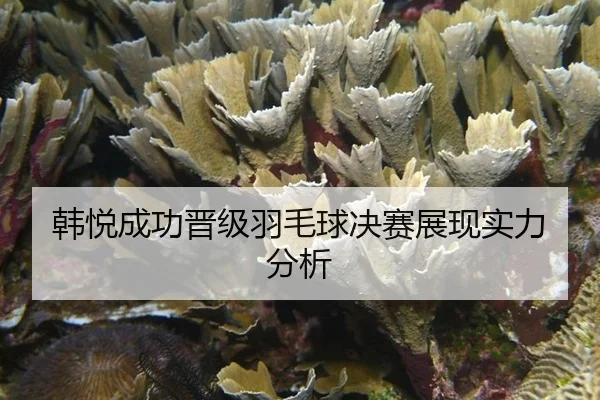 han-yue-cheng-gong-jin-ji-yu-mao-qiu-jue-sai-zhan-xian-shi-li-fen-xi-2-508.jpg